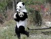Pandas.jpg